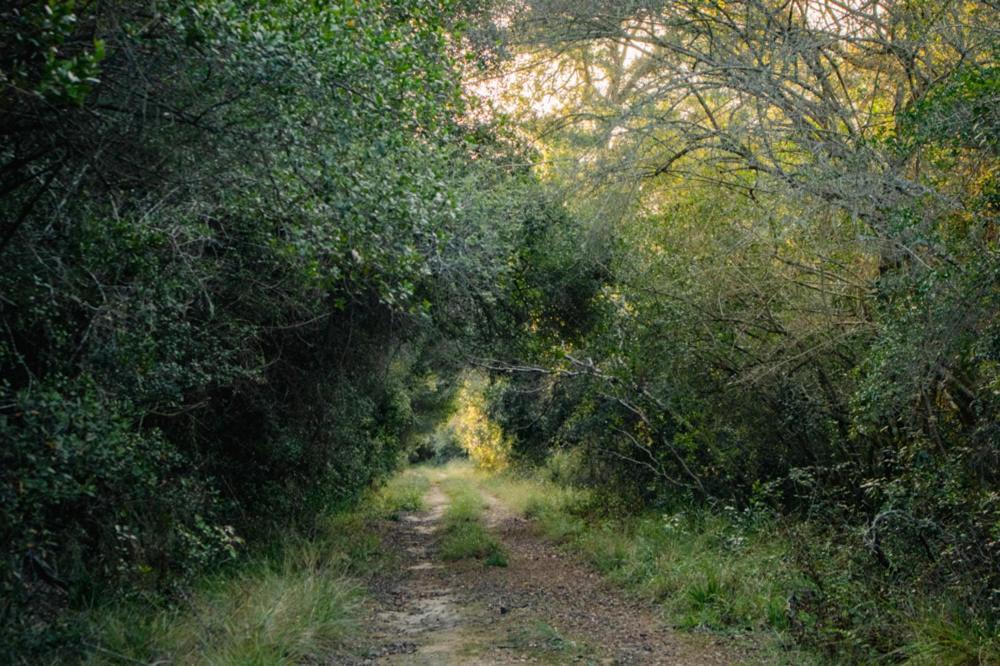 Forest Harmony Knysna Luaran gambar